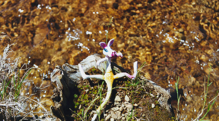 kanga2.jpg (184798 bytes)